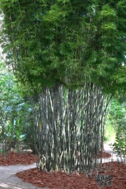 Silk Bamboo - Bambusa Textilis 'Glabra' - 2 Gallon Pot -FruitTree Store Bamboo Silk 5