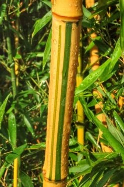Green Groove Golden Bamboo - Phyllostachys Aureosulcata 'Spectabilis' - 3 Gallon Pot (4-6') -FruitTree Store Bamboo Spectabilis 11