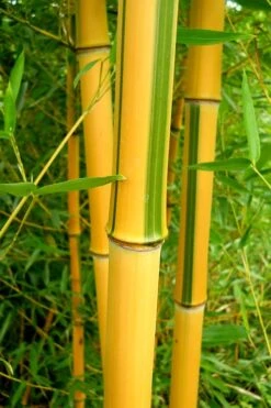 Green Groove Golden Bamboo - Phyllostachys Aureosulcata 'Spectabilis' - 3 Gallon Pot (2-4') 14 Green Groove Golden Bamboo - Phyllostachys Aureosulcata 'Spectabilis' - 3 Gallon Pot (2-4') -FruitTree Store Bamboo Spectabilis 13 1