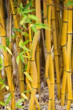 Green Groove Golden Bamboo - Phyllostachys Aureosulcata 'Spectabilis' - 3 Gallon Pot (2-4') 13 Green Groove Golden Bamboo - Phyllostachys Aureosulcata 'Spectabilis' - 3 Gallon Pot (2-4') -FruitTree Store Bamboo Spectabilis 17 1