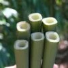 Square Stem Bamboo (Chimonobambusa Quadrangularis) - 3 Gallon Pot (2-4') -FruitTree Store Bamboo Square