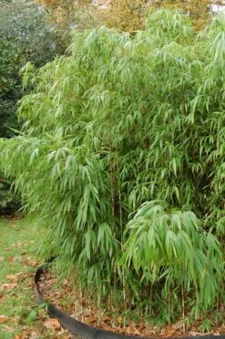 Square Stem Bamboo (Chimonobambusa Quadrangularis) - 3 Gallon Pot (2-4') 14 Square Stem Bamboo (Chimonobambusa Quadrangularis) - 3 Gallon Pot (2-4') -FruitTree Store Bamboo Square 2