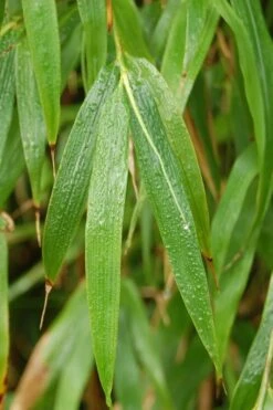 Square Stem Bamboo (Chimonobambusa Quadrangularis) - 3 Gallon Pot (2-4') 13 Square Stem Bamboo (Chimonobambusa Quadrangularis) - 3 Gallon Pot (2-4') -FruitTree Store Bamboo Square 3