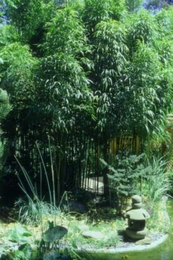 Square Stem Bamboo (Chimonobambusa Quadrangularis) - 3 Gallon Pot (2-4') 15 Square Stem Bamboo (Chimonobambusa Quadrangularis) - 3 Gallon Pot (2-4') -FruitTree Store Bamboo Square 4