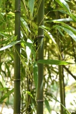 Square Stem Bamboo - Chimonobambusa Quadrangularis - 5 Gallon Pot -FruitTree Store Bamboo Square 7 1