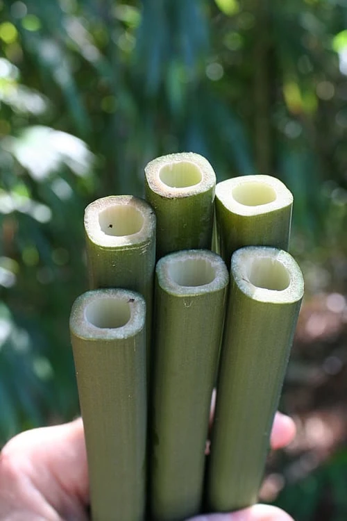 Square Stem Bamboo (Chimonobambusa Quadrangularis) - 3 Gallon Pot (2-4') 3 Square Stem Bamboo (Chimonobambusa Quadrangularis) - 3 Gallon Pot (2-4')