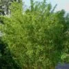 Stone Bamboo - Phyllostachys Angusta - 3 Gallon Pot (3-4') -FruitTree Store Bamboo Stone 1