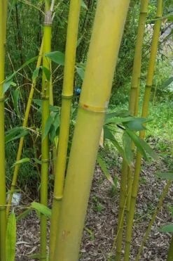 Stone Bamboo - Phyllostachys Angusta - 3 Gallon Pot (3-4') 11 Stone Bamboo - Phyllostachys Angusta - 3 Gallon Pot (3-4') -FruitTree Store Bamboo Stone 2