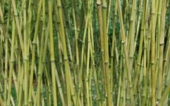 Stone Bamboo - Phyllostachys Angusta - 3 Gallon Pot (3-4') 13 Stone Bamboo - Phyllostachys Angusta - 3 Gallon Pot (3-4') -FruitTree Store Bamboo Stone 3