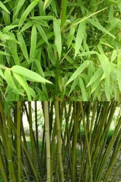 Stone Bamboo - Phyllostachys Angusta - 3 Gallon Pot (3-4') 12 Stone Bamboo - Phyllostachys Angusta - 3 Gallon Pot (3-4') -FruitTree Store Bamboo Stone 4