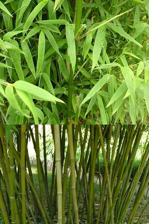 Stone Bamboo - Phyllostachys Angusta - 3 Gallon Pot (3-4') 7 Stone Bamboo - Phyllostachys Angusta - 3 Gallon Pot (3-4') - Image 5