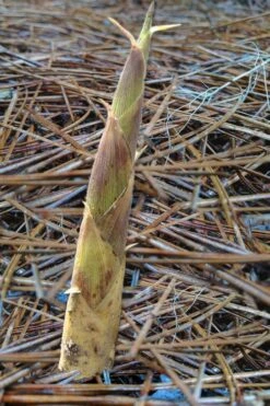 Sweet Shoot Bamboo - Phyllostachys Dulcis - 3 Gallon Pot -FruitTree Store Bamboo Sweet Shoot 2