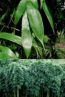 Sweet Shoot Bamboo - Phyllostachys Dulcis - 3 Gallon Pot -FruitTree Store Bamboo Sweet Shoot 6