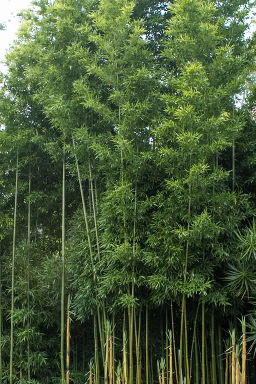 Temple Bamboo (Semiarundinaria Fastuosa) - 3 Gallon Pot (2-4') 9 Temple Bamboo (Semiarundinaria Fastuosa) - 3 Gallon Pot (2-4') - Image 7