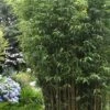 Temple Bamboo (Semiarundinaria Fastuosa) - 3 Gallon Pot (2-4') 1 Temple Bamboo (Semiarundinaria Fastuosa) - 3 Gallon Pot (2-4') -FruitTree Store Bamboo Temple 5 1