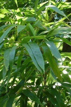 Temple Bamboo (Semiarundinaria Fastuosa) - 3 Gallon Pot (4-6'+) -FruitTree Store Bamboo Temple 6