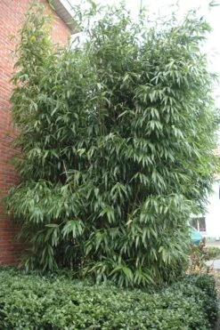 Temple Bamboo (Semiarundinaria Fastuosa) - 3 Gallon Pot (2-4') 14 Temple Bamboo (Semiarundinaria Fastuosa) - 3 Gallon Pot (2-4') -FruitTree Store Bamboo Temple 9 1