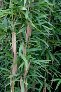 Tonkin Cane Tea Stick Bamboo - Pseudosasa Amabilis - 3 Gallon Pot -FruitTree Store Bamboo Tonkin Cane 12