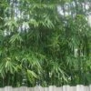 Tonkin Cane Tea Stick Bamboo - Pseudosasa Amabilis - 3 Gallon Pot -FruitTree Store Bamboo Tonkin Cane 20