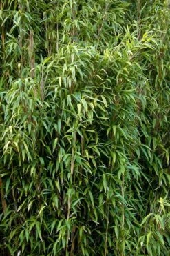 Tonkin Cane Tea Stick Bamboo - Pseudosasa Amabilis - 3 Gallon Pot -FruitTree Store Bamboo Tonkin Cane 3