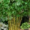 Asian Lemon Bamboo (Bambusa Eutuldoides 'Viridivittata') - 3 Gallon Pot -FruitTree Store Bamboo Viridivittata 2