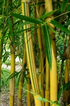 Asian Lemon Bamboo (Bambusa Eutuldoides 'Viridivittata') - 3 Gallon Pot 12 Asian Lemon Bamboo (Bambusa Eutuldoides 'Viridivittata') - 3 Gallon Pot -FruitTree Store Bamboo Viridivittata 3