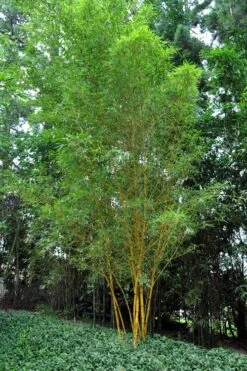 Asian Lemon Bamboo (Bambusa Eutuldoides 'Viridivittata') - 3 Gallon Pot 13 Asian Lemon Bamboo (Bambusa Eutuldoides 'Viridivittata') - 3 Gallon Pot -FruitTree Store Bamboo Viridivittata 5