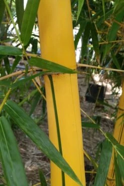Asian Lemon Bamboo (Bambusa Eutuldoides 'Viridivittata') - 3 Gallon Pot 14 Asian Lemon Bamboo (Bambusa Eutuldoides 'Viridivittata') - 3 Gallon Pot -FruitTree Store Bamboo Viridivittata 6