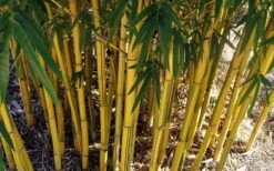 Asian Lemon Bamboo (Bambusa Eutuldoides 'Viridivittata') - 3 Gallon Pot 15 Asian Lemon Bamboo (Bambusa Eutuldoides 'Viridivittata') - 3 Gallon Pot -FruitTree Store Bamboo Viridivittata 7