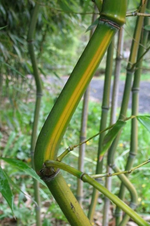 Yellow Groove Bamboo (Phyllostachys Aureosulcata) - 3 Gallon Pot (2-4') 6 Yellow Groove Bamboo (Phyllostachys Aureosulcata) - 3 Gallon Pot (2-4') - Image 4