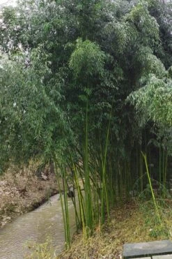 Yellow Groove Bamboo (Phyllostachys Aureosulcata) - 3 Gallon Pot (2-4') 13 Yellow Groove Bamboo (Phyllostachys Aureosulcata) - 3 Gallon Pot (2-4') -FruitTree Store Bamboo Yellow Groove 13 1