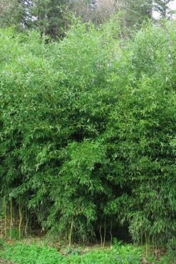 Yellow Groove Bamboo (Phyllostachys Aureosulcata) - 3 Gallon Pot (4-6'+)