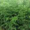 Yellow Groove Bamboo (Phyllostachys Aureosulcata) - 3 Gallon Pot (2-4') -FruitTree Store Bamboo Yellow Groove 500x750 2