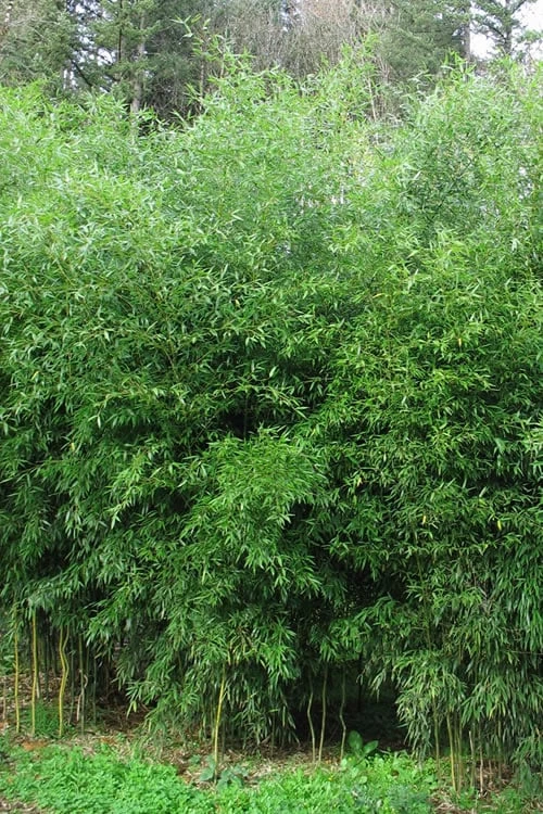 Yellow Groove Bamboo (Phyllostachys Aureosulcata) - 3 Gallon Pot (2-4') 3 Yellow Groove Bamboo (Phyllostachys Aureosulcata) - 3 Gallon Pot (2-4')