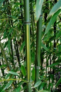 Yellow Groove Bamboo (Phyllostachys Aureosulcata) - 3 Gallon Pot (2-4') 12 Yellow Groove Bamboo (Phyllostachys Aureosulcata) - 3 Gallon Pot (2-4') -FruitTree Store Bamboo Yellow Groove 9 1