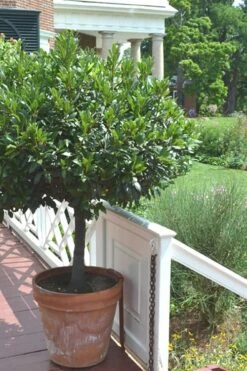 Bay Laurel (Sweet Bay) - Laurus Nobilis - 6 Pack Of 1 Gallon Pots -FruitTree Store Bay Laurel 10 1