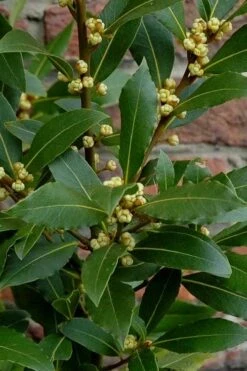 Bay Laurel (Sweet Bay) - Laurus Nobilis - 6 Pack Of 1 Gallon Pots -FruitTree Store Bay Laurel 2 1