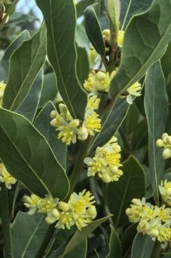 Bay Laurel (Sweet Bay) - Laurus Nobilis - 3 Gallon Pot -FruitTree Store Bay Laurel 3