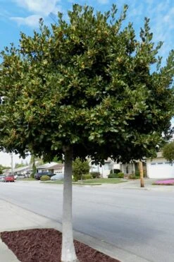 Bay Laurel (Sweet Bay) - Laurus Nobilis - 6 Pack Of 1 Gallon Pots -FruitTree Store Bay Laurel 5 1