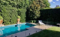 Bay Laurel (Sweet Bay) - Laurus Nobilis - 3 Gallon Pot -FruitTree Store Bay Laurel 7