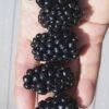 Apache Thornless Blackberry - 2 Gallon Pot 2 Apache Thornless Blackberry - 2 Gallon Pot -FruitTree Store Blackberry Apache In hand 500x750 1