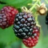 Arapaho Thornless Blackberry - 1 Gallon Pot -FruitTree Store Blackberry Arapaho Rev 500x750 1