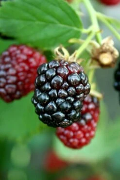 Arapaho Thornless Blackberry - 6 Pack Of 1 Gallon Pots