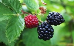 Arapaho Thornless Blackberry - 6 Pack Of 1 Gallon Pots 9 Arapaho Thornless Blackberry - 6 Pack Of 1 Gallon Pots -FruitTree Store Blackberry Arapaho Thornless 1