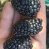 Kiowa Blackberry Plant - 1 Gallon Pot 2 Kiowa Blackberry Plant - 1 Gallon Pot -FruitTree Store Blackberry Kiowa 1