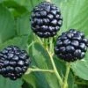 Natchez Thornless Blackberry - 1 Gallon Pot