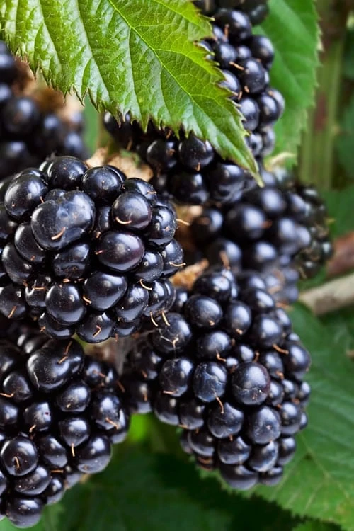 Navaho Thornless Blackberry - 1 Gallon Pot 3 Navaho Thornless Blackberry - 1 Gallon Pot