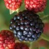 Osage Thornless Blackberry - 1 Gallon Pot -FruitTree Store Blackberry Osage 1