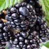 Ouachita Thornless Blackberry - 6 Pack Of 1 Gallon Pots -FruitTree Store Blackberry Ouachita 1 1