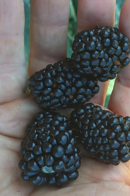 Prime Ark Traveler Blackberry Plant - 1 Gallon Pot 3 Prime Ark Traveler Blackberry Plant - 1 Gallon Pot